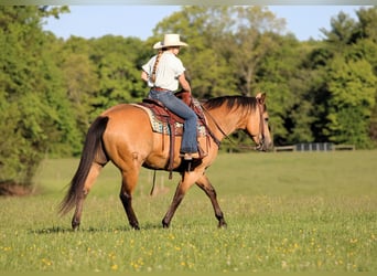 Caballo cuarto de milla, Caballo castrado, 10 años, Buckskin/Bayo