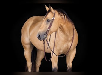 Caballo cuarto de milla, Caballo castrado, 10 años, Buckskin/Bayo