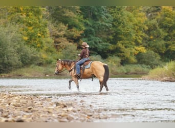 Caballo cuarto de milla, Caballo castrado, 10 años, Buckskin/Bayo