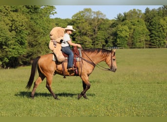 Caballo cuarto de milla, Caballo castrado, 10 años, Buckskin/Bayo