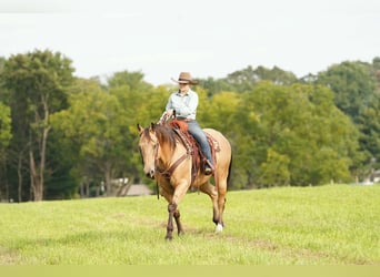 Caballo cuarto de milla, Caballo castrado, 10 años, Buckskin/Bayo