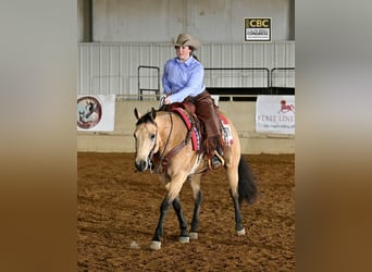Caballo cuarto de milla, Caballo castrado, 10 años, Buckskin/Bayo