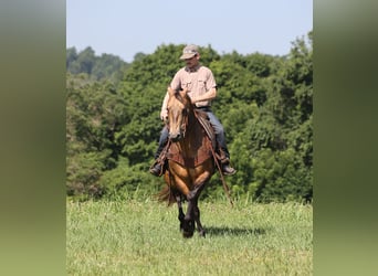 Caballo cuarto de milla, Caballo castrado, 10 años, Buckskin/Bayo