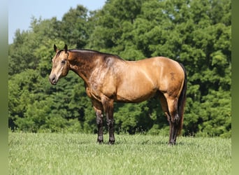Caballo cuarto de milla, Caballo castrado, 10 años, Buckskin/Bayo