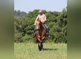 Caballo cuarto de milla, Caballo castrado, 10 años, Buckskin/Bayo