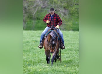 Caballo cuarto de milla Mestizo, Caballo castrado, 10 años, Castaño-ruano