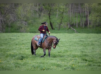Caballo cuarto de milla Mestizo, Caballo castrado, 10 años, Castaño-ruano