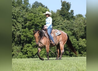 Caballo cuarto de milla, Caballo castrado, 10 años, Castaño-ruano