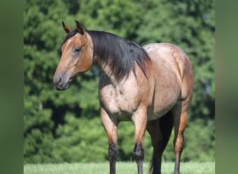 Caballo cuarto de milla, Caballo castrado, 10 años, Castaño-ruano