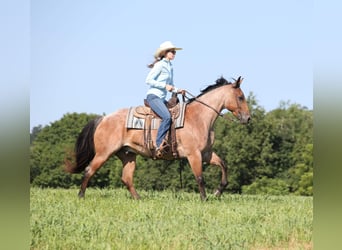 Caballo cuarto de milla, Caballo castrado, 10 años, Castaño-ruano