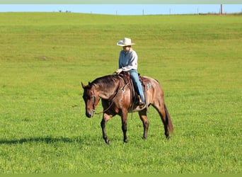 Caballo cuarto de milla, Caballo castrado, 10 años, Castaño-ruano