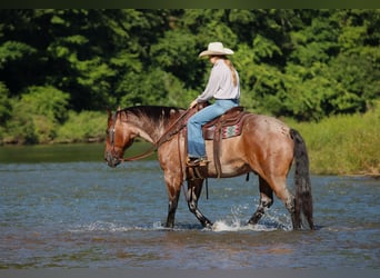 Caballo cuarto de milla, Caballo castrado, 10 años, Castaño-ruano