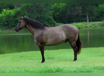 Caballo cuarto de milla, Caballo castrado, 10 años, Grullo