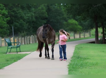 Caballo cuarto de milla, Caballo castrado, 10 años, Grullo