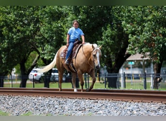 Caballo cuarto de milla, Caballo castrado, 10 años, Palomino