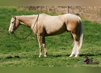 Caballo cuarto de milla, Caballo castrado, 10 años, Palomino