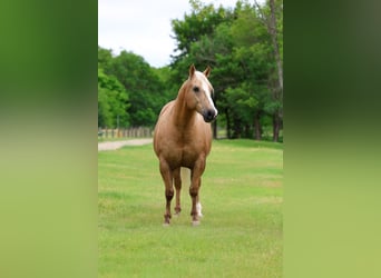 Caballo cuarto de milla, Caballo castrado, 10 años, Palomino