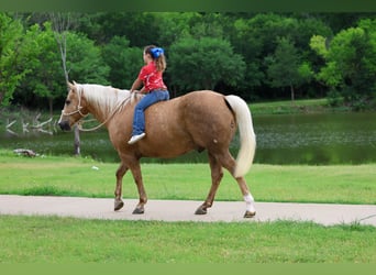 Caballo cuarto de milla, Caballo castrado, 10 años, Palomino