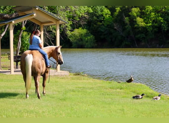 Caballo cuarto de milla, Caballo castrado, 10 años, Palomino