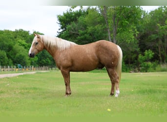 Caballo cuarto de milla, Caballo castrado, 10 años, Palomino