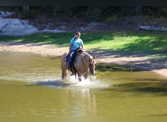 Caballo cuarto de milla, Caballo castrado, 10 años, Palomino