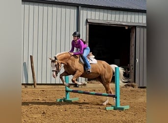 Caballo cuarto de milla, Caballo castrado, 10 años, Palomino