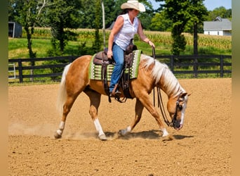 Caballo cuarto de milla, Caballo castrado, 10 años, Palomino