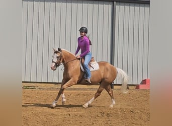 Caballo cuarto de milla, Caballo castrado, 10 años, Palomino