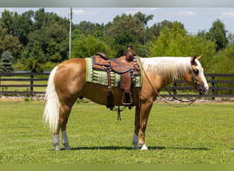 Caballo cuarto de milla, Caballo castrado, 10 años, Palomino
