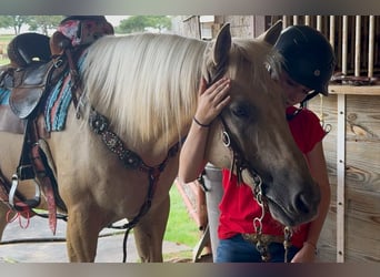 Caballo cuarto de milla, Caballo castrado, 10 años, Palomino