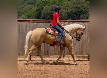 Caballo cuarto de milla, Caballo castrado, 10 años, Palomino