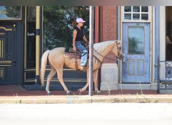 Caballo cuarto de milla, Caballo castrado, 10 años, Palomino