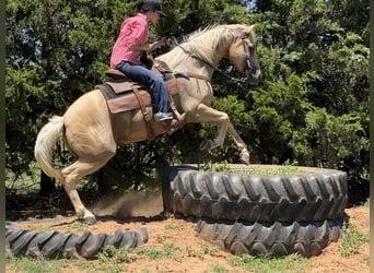 Caballo cuarto de milla, Caballo castrado, 10 años, Palomino
