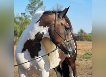 Caballo cuarto de milla, Caballo castrado, 10 años, Tobiano-todas las-capas