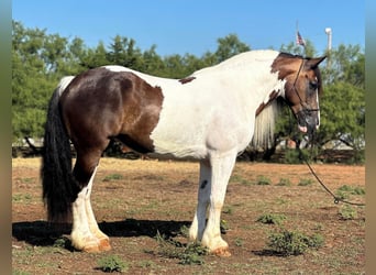 Caballo cuarto de milla, Caballo castrado, 10 años, Tobiano-todas las-capas