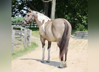 Caballo cuarto de milla, Caballo castrado, 10 años, Tobiano-todas las-capas