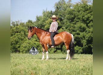 Caballo cuarto de milla, Caballo castrado, 10 años, Tobiano-todas las-capas