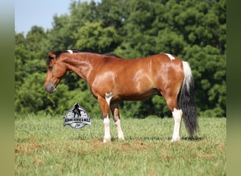 Caballo cuarto de milla, Caballo castrado, 10 años, Tobiano-todas las-capas