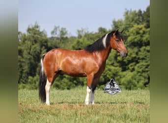 Caballo cuarto de milla, Caballo castrado, 10 años, Tobiano-todas las-capas