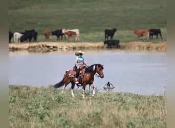 Caballo cuarto de milla, Caballo castrado, 10 años, Tobiano-todas las-capas