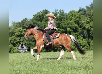 Caballo cuarto de milla, Caballo castrado, 10 años, Tobiano-todas las-capas