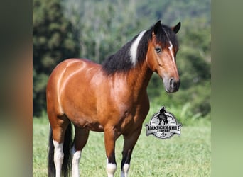 Caballo cuarto de milla, Caballo castrado, 10 años, Tobiano-todas las-capas