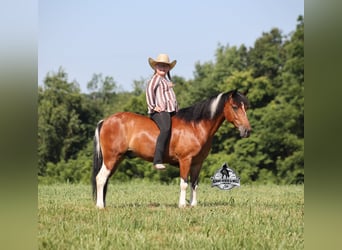 Caballo cuarto de milla, Caballo castrado, 10 años, Tobiano-todas las-capas