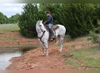 Caballo cuarto de milla, Caballo castrado, 10 años, Tordo