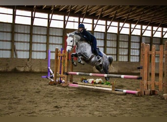 Caballo cuarto de milla, Caballo castrado, 10 años, Tordo rodado