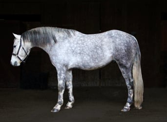 Caballo cuarto de milla, Caballo castrado, 10 años, Tordo rodado