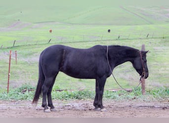 Caballo cuarto de milla, Caballo castrado, 11 años, 135 cm, Negro