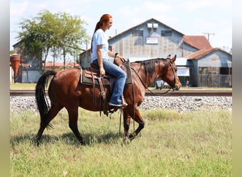 Caballo cuarto de milla, Caballo castrado, 11 años, 140 cm, Castaño rojizo