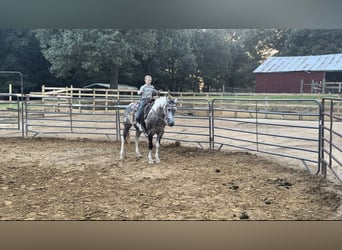 Caballo cuarto de milla, Caballo castrado, 11 años, 142 cm, Tordo
