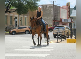 Caballo cuarto de milla, Caballo castrado, 11 años, 147 cm, Bayo